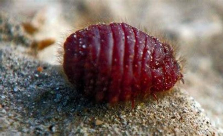 Quali yogurt contengono la cocciniglia che deriva dagli insetti