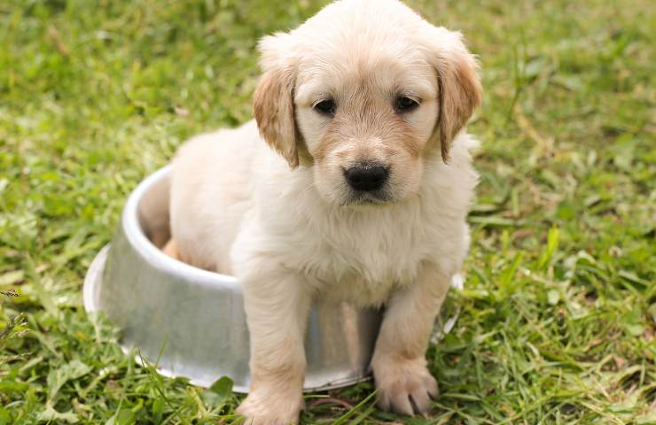 Golden Retriever quanto costa un cucciolo compatibilità bambini